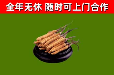 古交回收散虫草